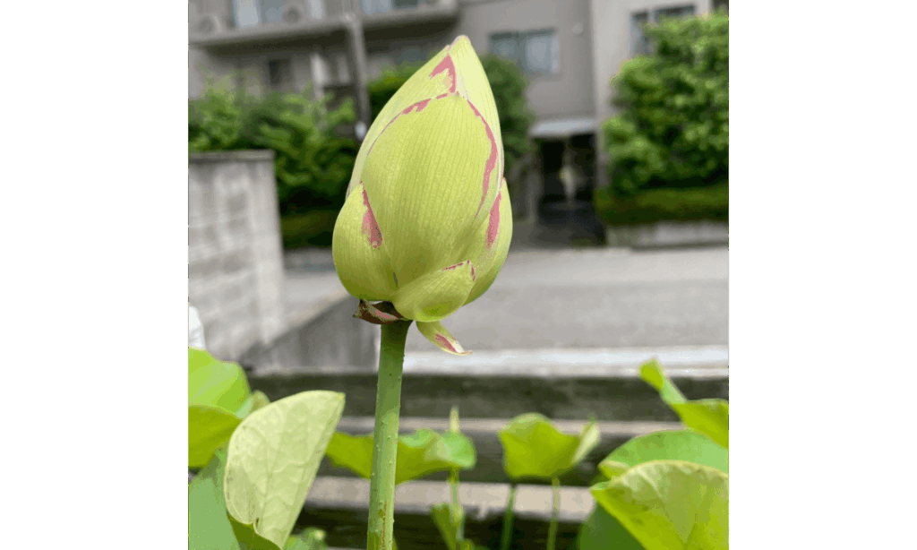 宏美さんの今後の夢や展望をお聞かせください
